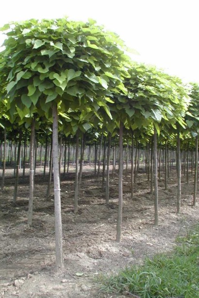 Catalpa bignonioides Nana